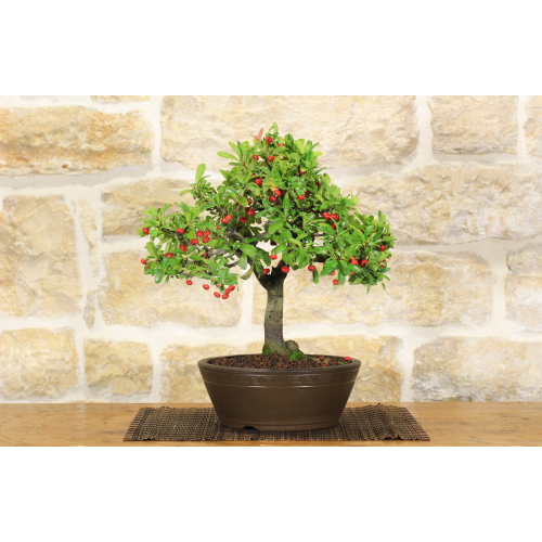 Pyracantha Mohave bonsai tree (6)