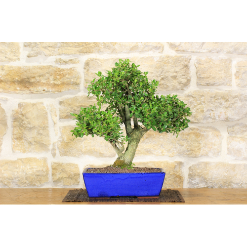 Boxwood bonsai tree (5)