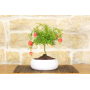 Pomegranate bonsai in low bowl