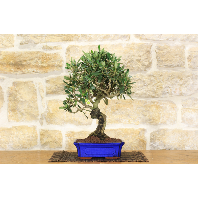 Olive bonsai tree (145)