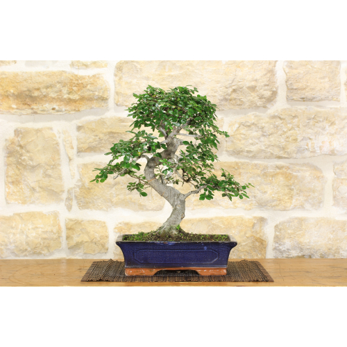 Chinese Elm bonsai tree (126)