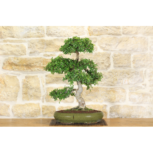Chinese Elm bonsai tree (127)