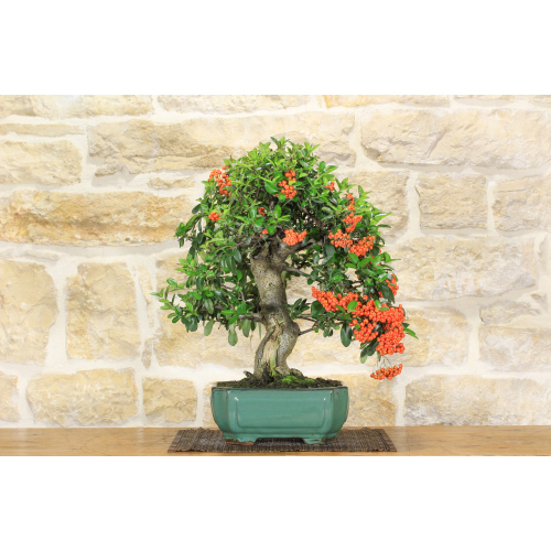 Pyracantha Coccinea bonsai tree (136)