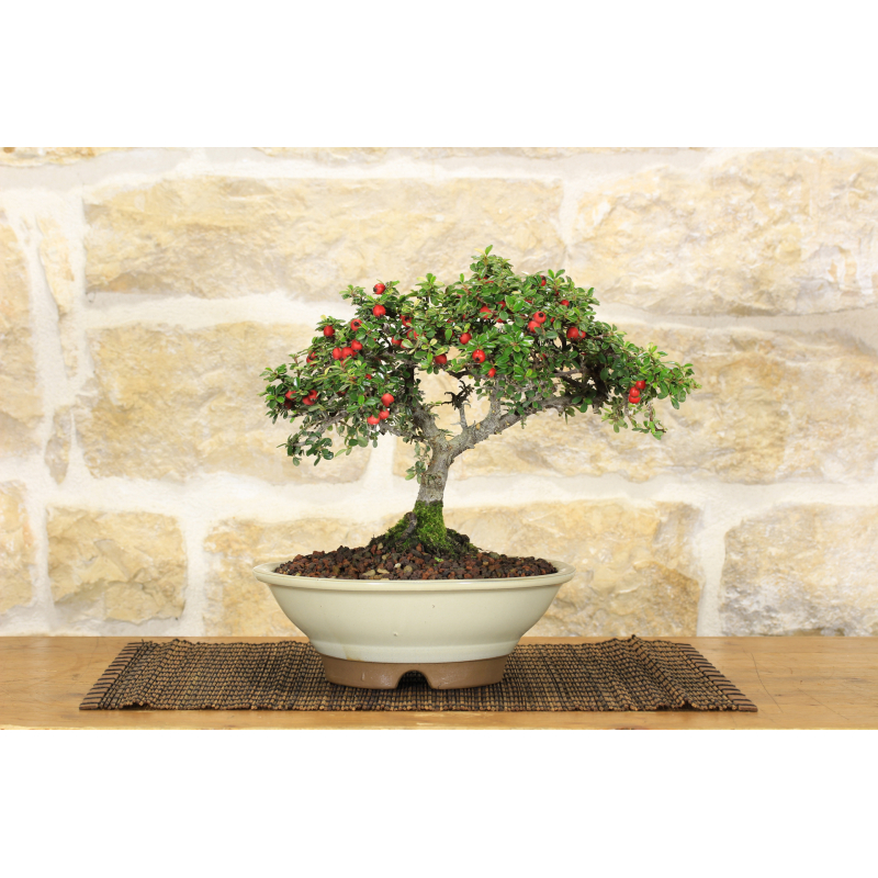 Cotoneaster Microphylla bonsai tree (88)