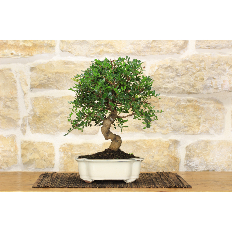 Lentisk bonsai tree (56)