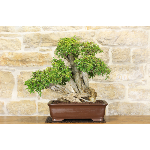 Pomegranate bonsai tree (114)
