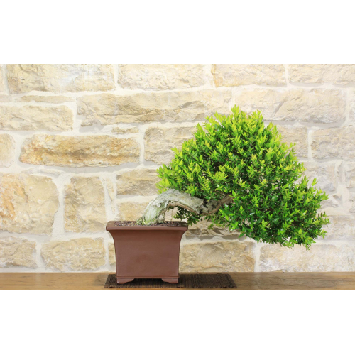 Myrtle pumila bonsai tree (30)