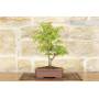 Bonsai di Acero Palmato (8)