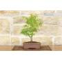 Bonsai di Acero Palmato (8)
