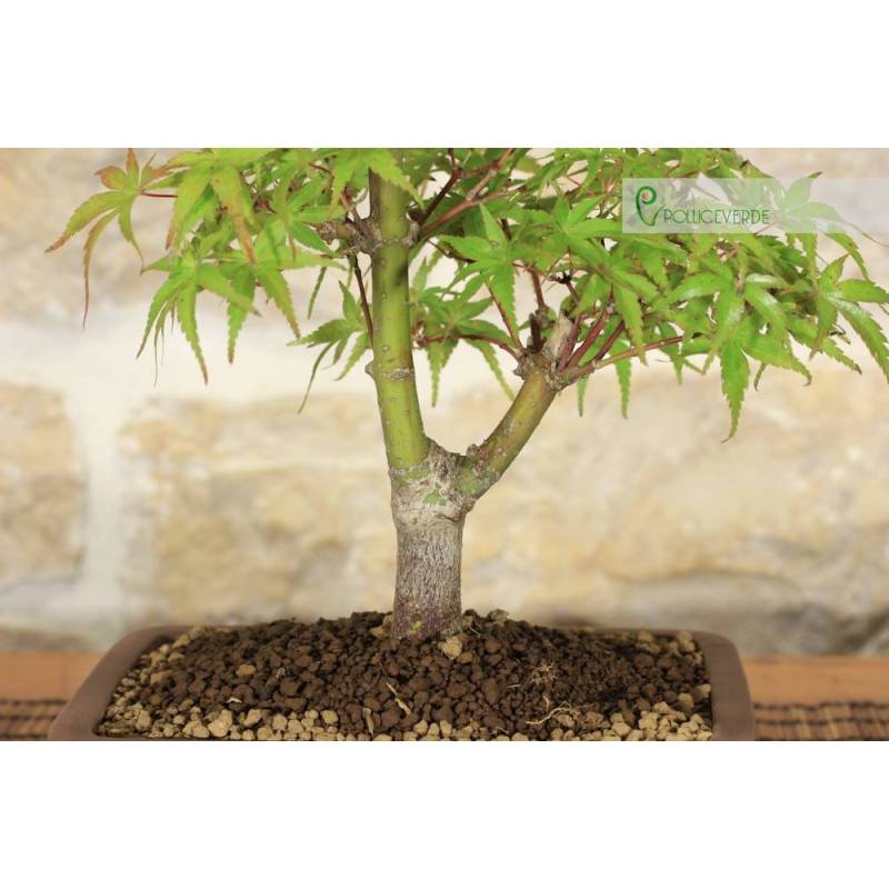 bonsai import Whats been happening at Ron Anderson Bonsai main image 0