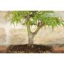 Bonsai di Acero Palmato (8)