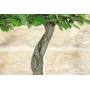 Hornbeam bonsai tree (12)