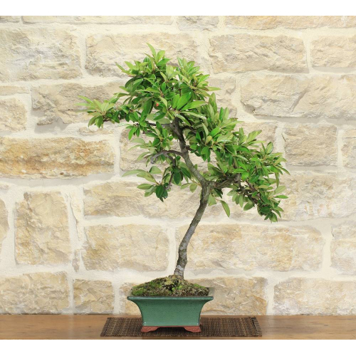 Cotoneaster Lacteus bonsaï (1)