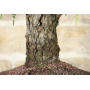 False Pepper bonsai tree (1)