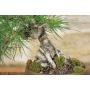 Shohin bonsai of Black Pine Thunbergii (42)