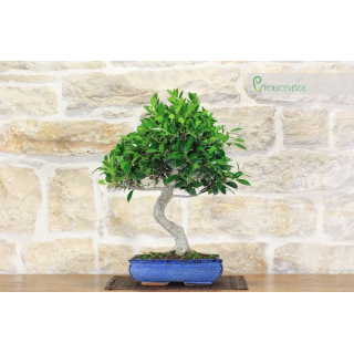 Ficus Retusa bonsaï (111)