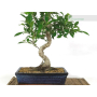 Ficus bonsai pot cm. 25