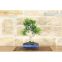 Ash bonsai pot cm. 18