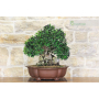 Myrtle Pumila bonsai tree (1)