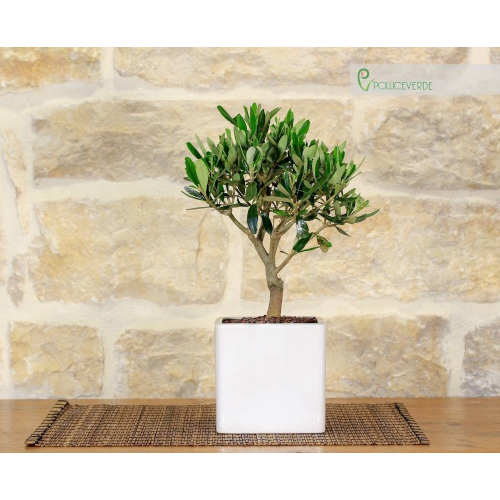 Oliven-Bonsai-Baum in einem weißen kubischen Topf