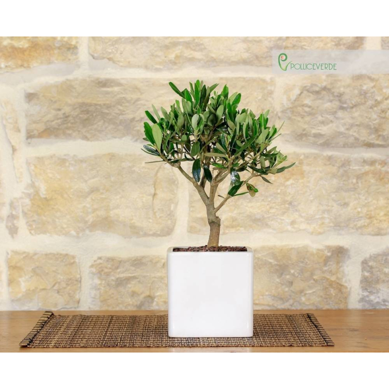 Olive Bonsai tree in a white cubic pot
