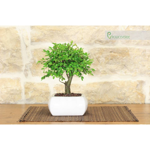 Ball elm bonsai in white square pot cm. 15
