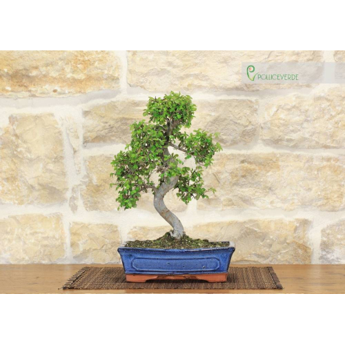 Chinese Elm bonsai pot cm. 25