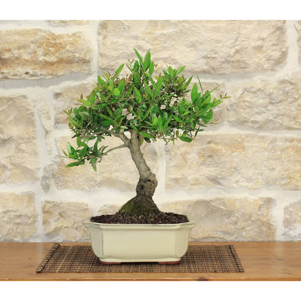 Phillyrea bonsai tree (15)
