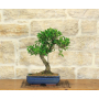 Bonsai Ficus Retusa in pot cm. 30