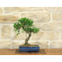 Bonsai Ficus Retusa im Topf cm. 30