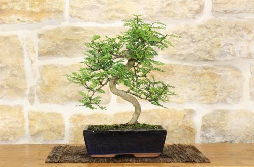 2 - Bonsai di Pepper vaso cm. 25