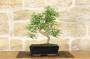2 - Bonsai di Pepper vaso cm. 25