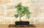 3 - Bonsai di Pepper vaso cm. 25