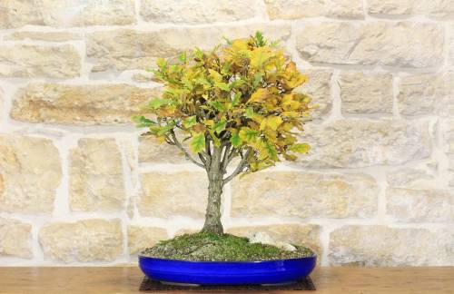 2 - Bonsai di Quercia Roverella (21)