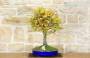 3 - Bonsai di Quercia Roverella (21)