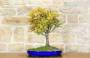 4 - Bonsai di Quercia Roverella (21)