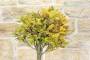 7 - Bonsai di Quercia Roverella (21)