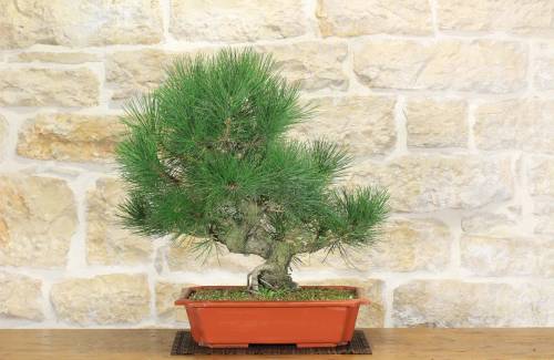 2 - Pre bonsai di Pino Nero Thunbergii (2)