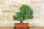 3 - Pre bonsai di Pino Nero Thunbergii (2)