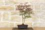 2 - Pre bonsai di Acero Palmato Atropurpureum