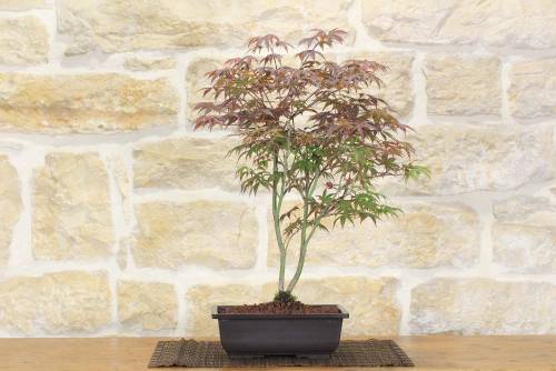 2 - Pre bonsai di Acero Palmato Atropurpureum
