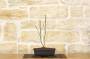 3 - Pre bonsai di Acero Palmato Atropurpureum