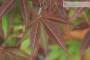 5 - Pre bonsai di Acero Palmato Atropurpureum