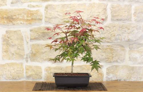 2 - Pre bonsai di Acero Palmato Beni Maiko