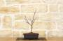 3 - Pre bonsai di Acero Palmato Beni Maiko