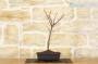 4 - Pre bonsai di Acero Palmato Beni Maiko
