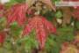 5 - Pre bonsai di Acero Palmato Beni Maiko