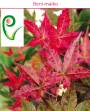 6 - Pre bonsai di Acero Palmato Beni Maiko