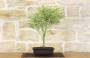 2 - Pre bonsai di Acero Palmato Butterfly
