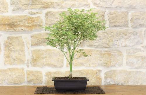 2 - Pre bonsai di Acero Palmato Butterfly